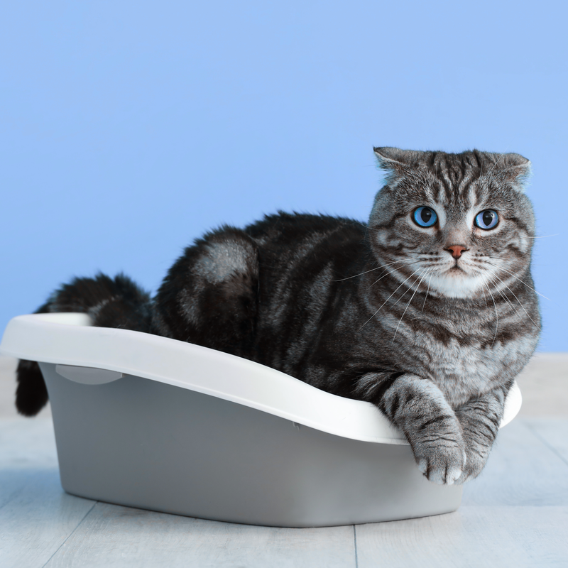 Chat tigré dans son bac à litière sur fond bleu